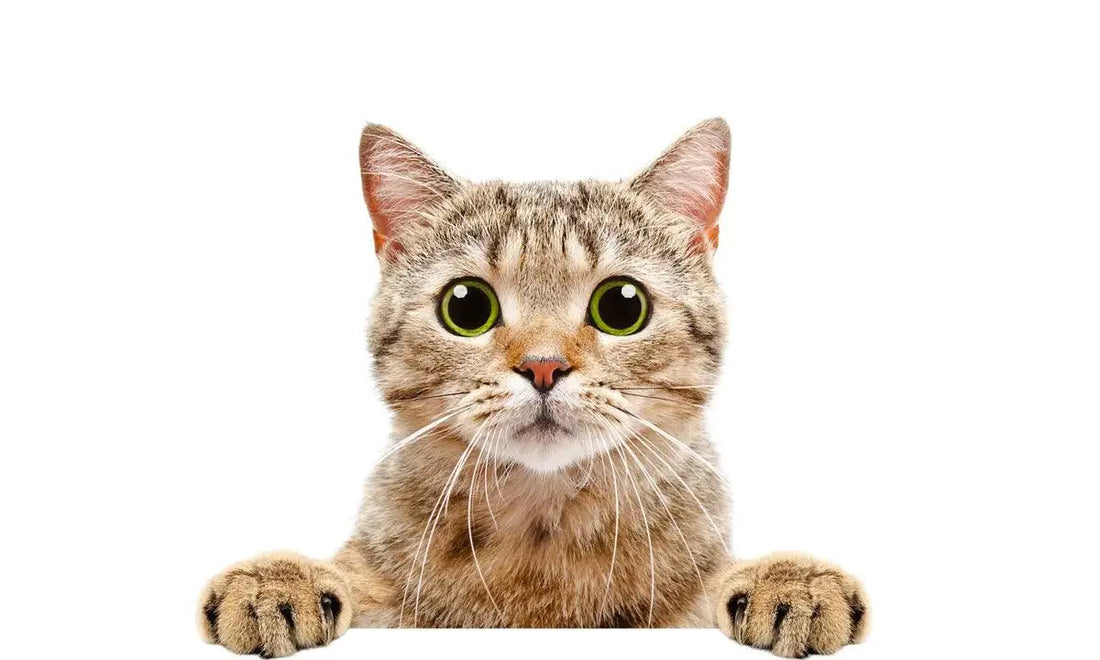 Your-Guide-to-Calming-Feline-Anxiety-Calm-the-Cat GOLDEN-TOUCH
